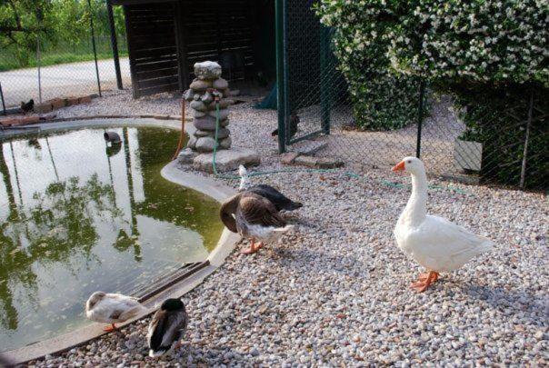 Locanda Al Convento ฟาวาโร เวเนโต ภายนอก รูปภาพ